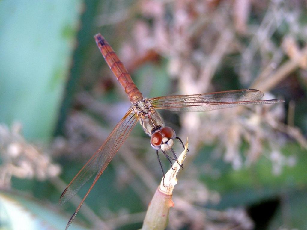 Trithemis annulata, femmina